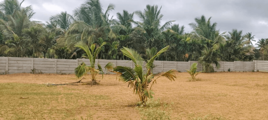 Coconut Garden — Perimeter boundary wall with green plantation buffer in Bidadi