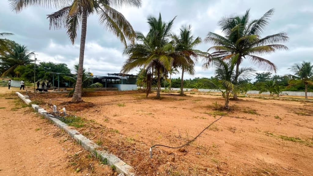 Coconut Garden — Cultivated farm plots with rows of coconut palm trees in Bidadi