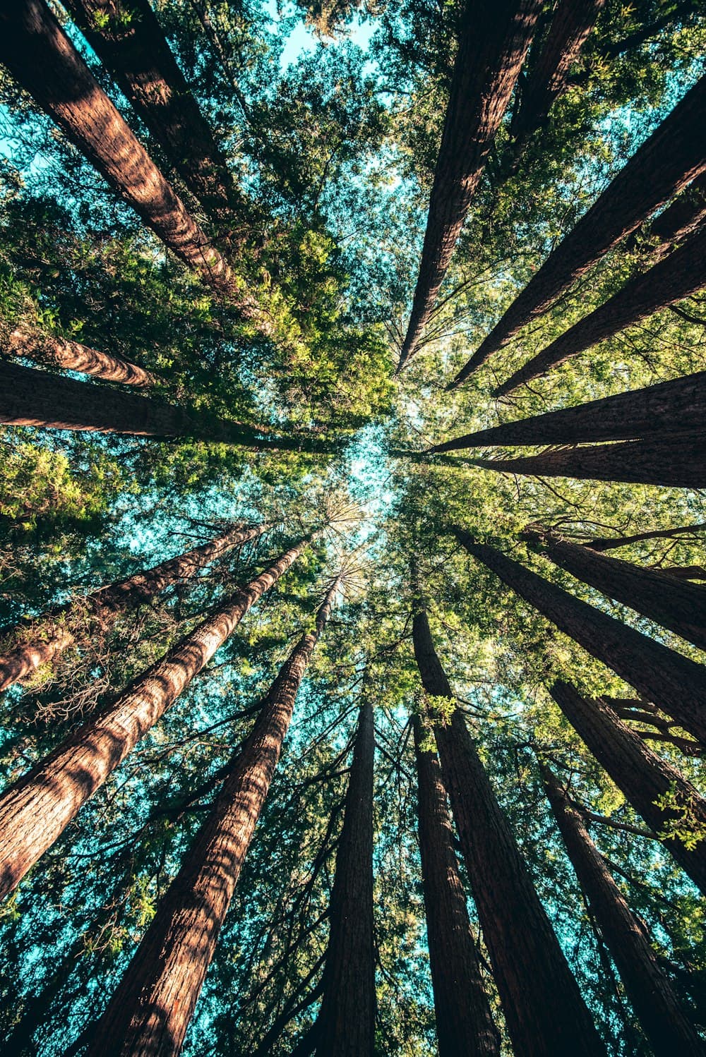 Healthy tree canopy, soil enrichment, and orderly grove maintenance