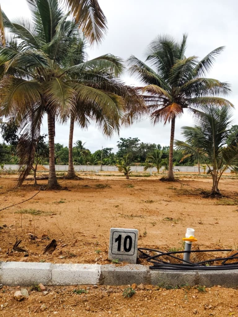 Demarcated farm plot with established coconut trees at Coconut Garden in Bidadi